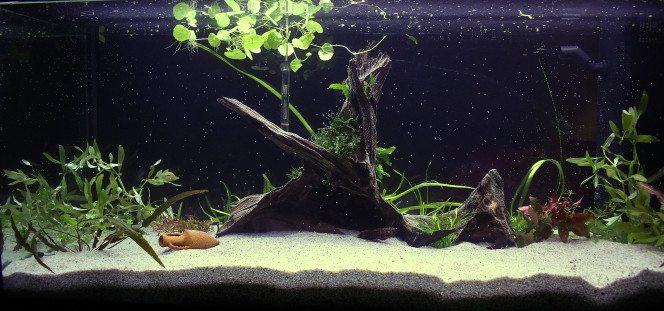 Aquarium 200 L. (Brut) Mise en eau.