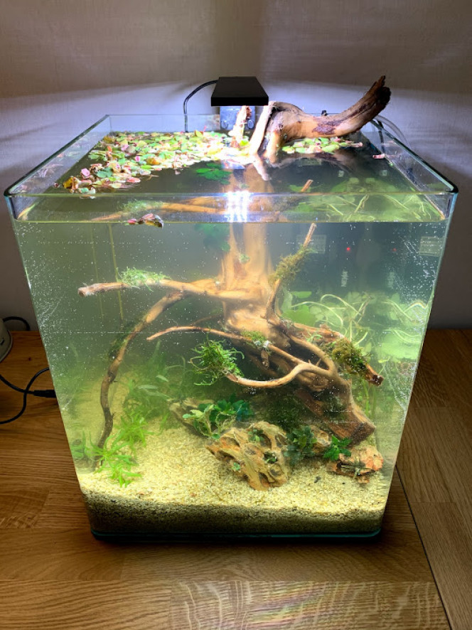 1h après la mise en eau Et voilà mon bac est enfin mis en eau !
Eau directement pris depuis ma mare ?.

Par contre je me demande si ces bulles sur ma vitre vont partir ....l'avenir le dira ?