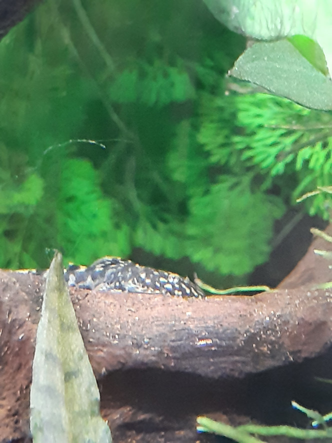 Aquarium de salon : premières photos des habitants Alors on ne dirait pas comme ça mais j'ai réalisé une prouesse technique... car il ne fait que 1 tout petit centimètre pour l'instant...