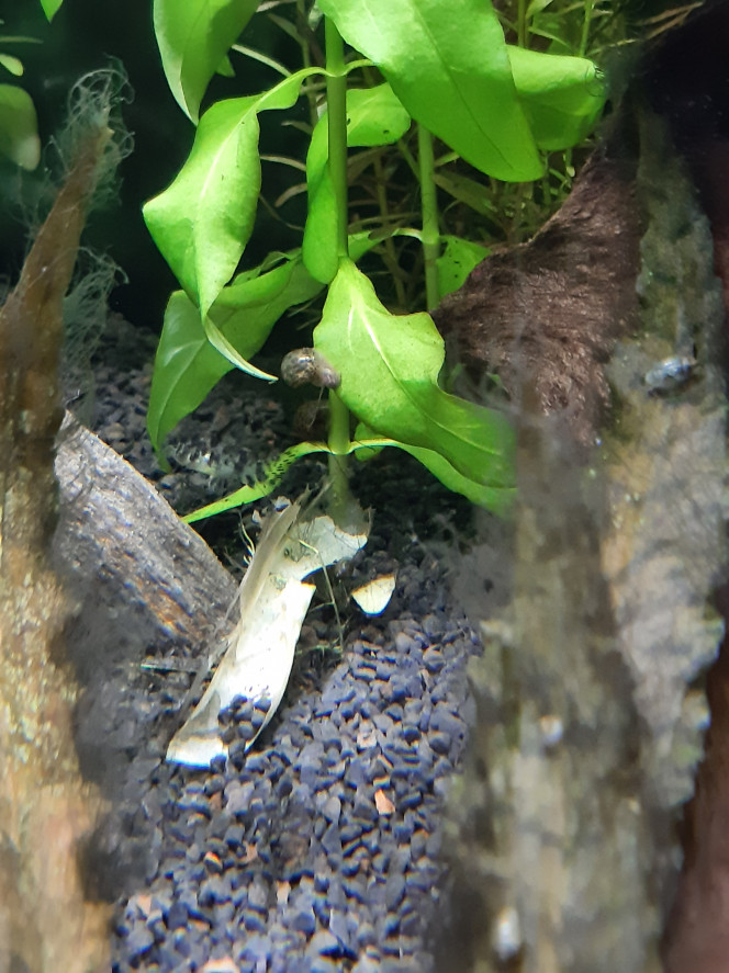 Aquarium de salon : premières photos des habitants Le premier qui a trouvé le poisson a gagné ! 
Et promis, il y a bien un corydoras...
Lui aussi, il doit faire 1cm...