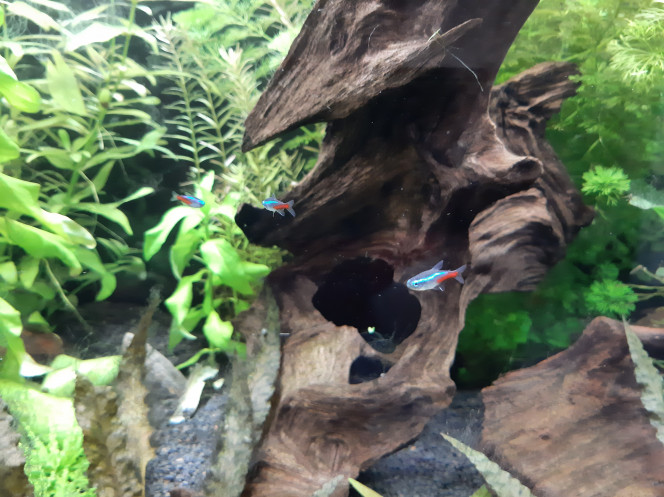 Aquarium de salon : premières photos des habitants Et voici la dernière de la série, avec quelques néons, qui semblent se plaisent à merveille.