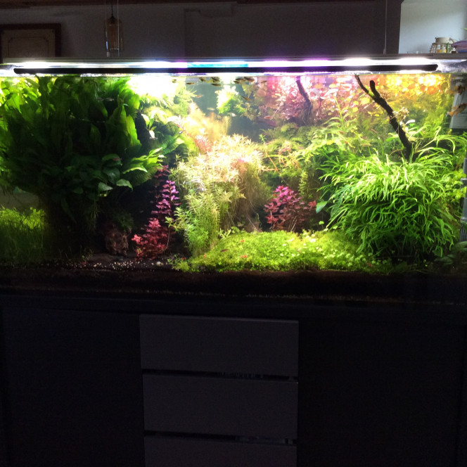 Un petit temps sur l’aquarium Nettoyage des tuyaux,c’est galère avec les systèmes Co2 et chauffage externe. Remaniement de la partie avant droite.il manque encore un peu de sable à gauche car il a disparu dans le sol technique.un couple de Macmasteri et Ramirezi sont arrivés dans le bac depuis peu