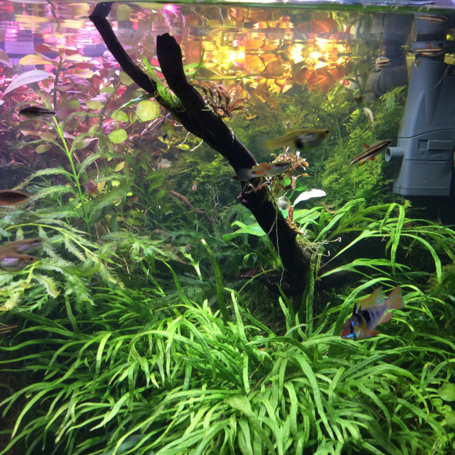 Un petit temps sur l’aquarium Nettoyage des tuyaux,c’est galère avec les systèmes Co2 et chauffage externe. Remaniement de la partie avant droite.il manque encore un peu de sable à gauche car il a disparu dans le sol technique.un couple de Macmasteri et Ramirezi sont arrivés dans le bac depuis peu