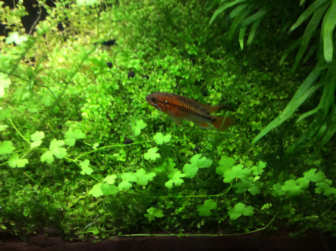 Un petit temps sur l’aquarium Nettoyage des tuyaux,c’est galère avec les systèmes Co2 et chauffage externe. Remaniement de la partie avant droite.il manque encore un peu de sable à gauche car il a disparu dans le sol technique.un couple de Macmasteri et Ramirezi sont arrivés dans le bac depuis peu