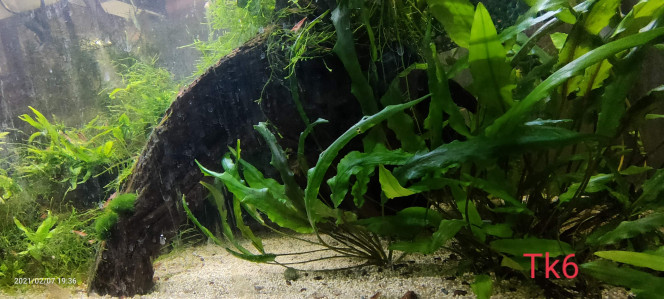 Tk6 Corydoras  sterbai breeding colony