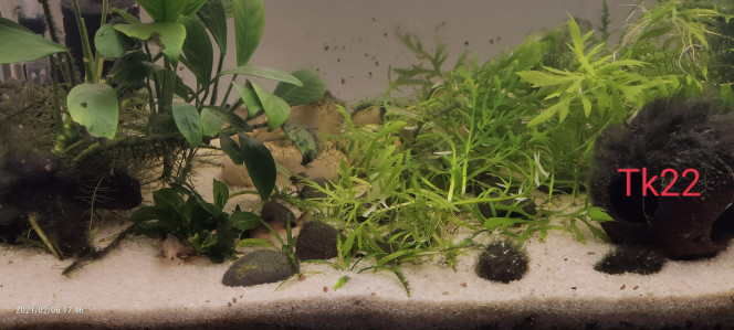 Tk22 Corydoras panda breeding tank