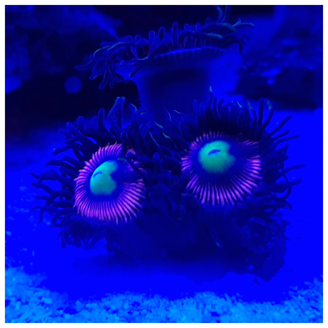 Nouveaux Zoanthus 