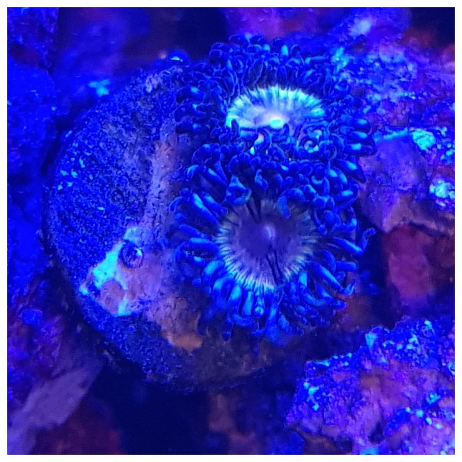 Nouveaux Zoanthus 