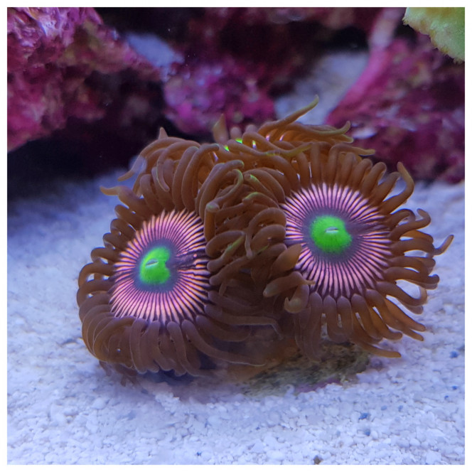 Nouveaux Zoanthus 