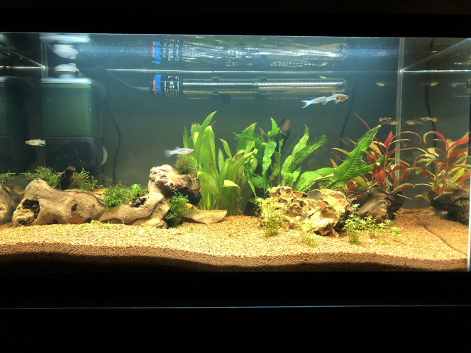 Les guppys sont là Ajout de 8 guppys endler, 6 femelles et 2 mâles