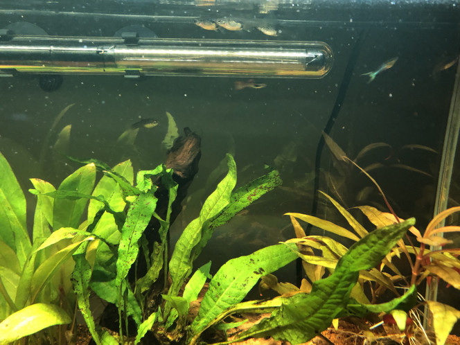 Les guppys sont là Ajout de 8 guppys endler, 6 femelles et 2 mâles