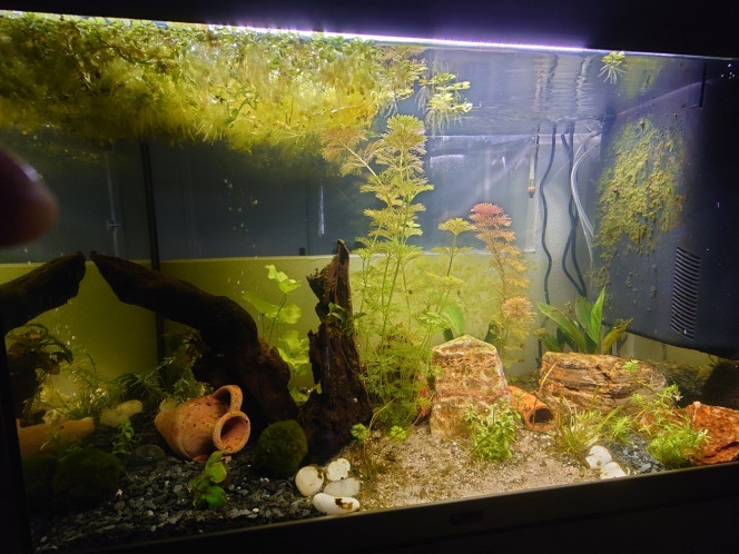 Pré-Cycle stabilisé :) Le cyclage de l'aquarium se termine, je dis "pré-cycle" car hormis les escargots, il n'y a pas d'habitants dans mon aquarium encore !

Que pensez vous de mes dernières analyses ?  je suis preneur de conseils.

J'ai diminué mon pH volontairement pour me rapprocher de l'eau désirée par les Gouramis.

J'ai une question: je suis habitué à aérer mon aquarium couvert par deux diffuseur d'air en bois que je règle au minimum, est ce une bonne chose pour conserver mon pH légèrement en dessous de 7 ?

Je ne diffuse pas de CO2 mais j'ajoute un peu d'EasyCarbo (CO2 sous la forme liquide) tous les jours.

Merci de vos retours et bonne eau !