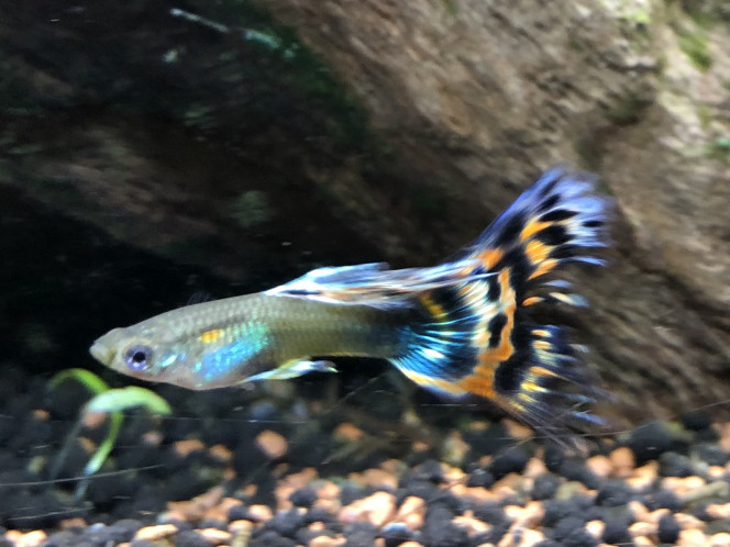 Tout se passe bien. La flore a évolué, certaines plantes se sont fait dominées.
Les guppy sont en forme... (beaucoup de mâle malheureusement, mais ils sont beaux)