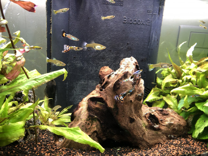 Tout se passe bien. La flore a évolué, certaines plantes se sont fait dominées.
Les guppy sont en forme... (beaucoup de mâle malheureusement, mais ils sont beaux)