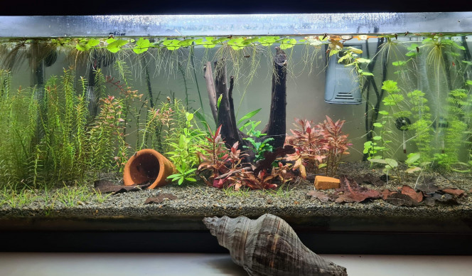 Aqua 58L 