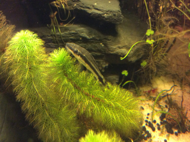 Wildmacmasteri Le macmasteri ne mange pas souvent ces croquettes ,je ne l’ai pas encore vu manger de crevettes mais il a le ventre bien rond..?pour un mâle