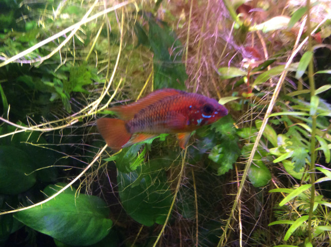 Wildmacmasteri Le macmasteri ne mange pas souvent ces croquettes ,je ne l’ai pas encore vu manger de crevettes mais il a le ventre bien rond..?pour un mâle