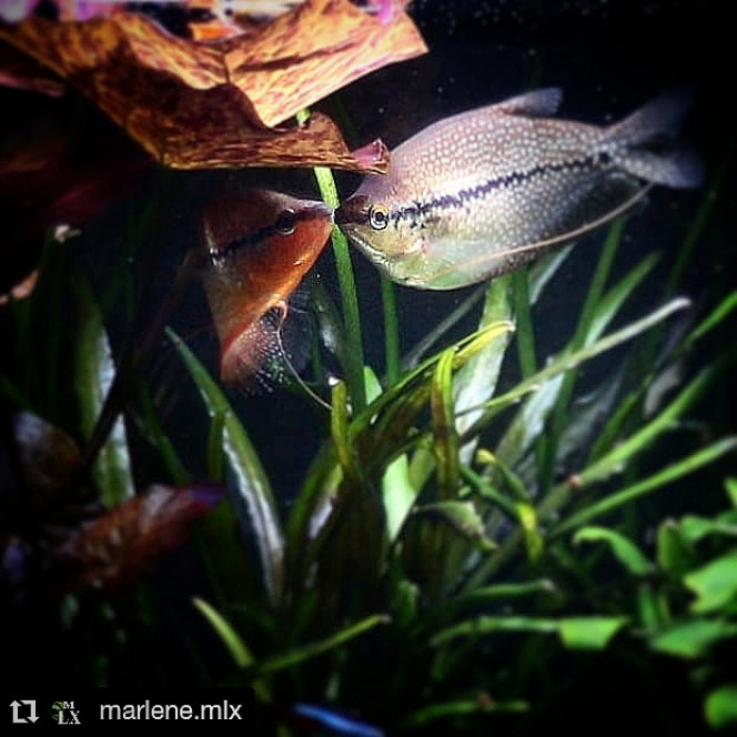 Photographie du post de MarleneMLX 