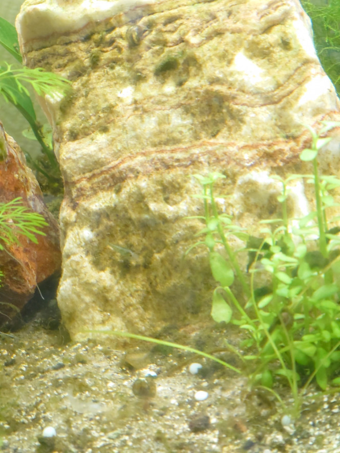 Premiers habitants Je vous présente les premiers habitants de mon bac:

- Quelques escargots anonymes.
- 6 crevettes Blue Jelly
- 1 Couple de Colisa lalia bleu:  Cyprien et Esmé.

Enfin de l'animation dans le bac :)