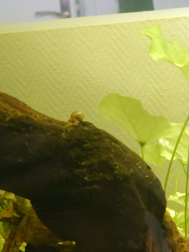 Premiers habitants Je vous présente les premiers habitants de mon bac:

- Quelques escargots anonymes.
- 6 crevettes Blue Jelly
- 1 Couple de Colisa lalia bleu:  Cyprien et Esmé.

Enfin de l'animation dans le bac :)