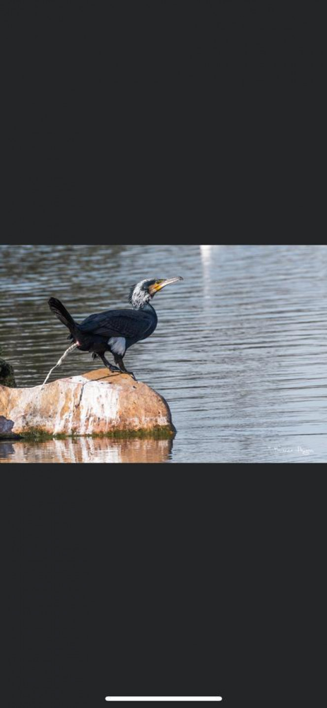 Photographie du post de Loap 