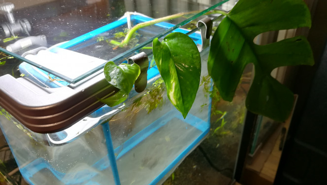 Premiers bouturages L'idée est de transformer le bac du salon pour en faire un mur végétal.
Ce qui, j'espère se passera dans ce bac seront les prémices du grand.

Ici du pothamos qui grimpait  à travers ma salle de bain.
Et une feuille de monstera qui souhaite devenir digne de son nom

Je reçois la rampe du gros courant mars, je devrais avoir quelques racines d'ici là.
J'ai retrouvé une vielle nourrice. je vais y mettre les plantes flottantes pour qu'elles puissent prendre racine tranquillement.