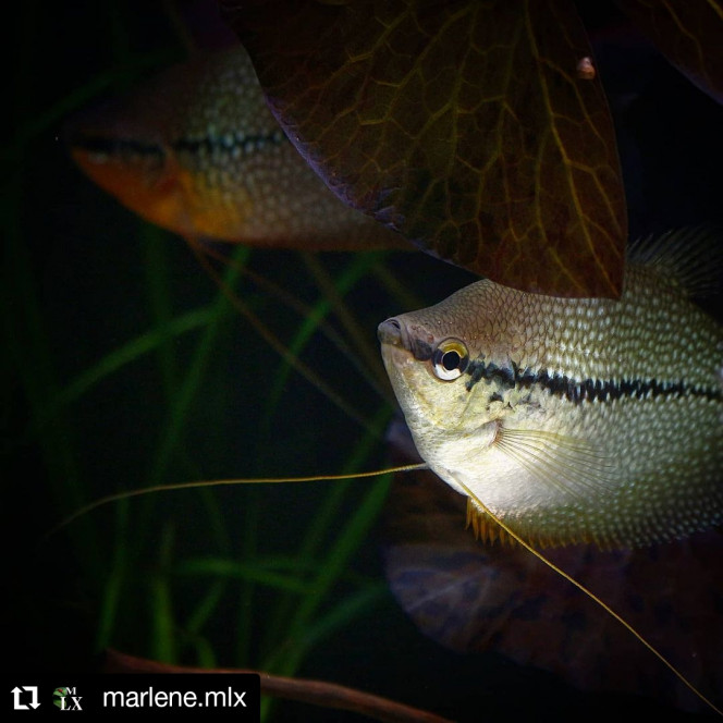 Gouramis Perlés 