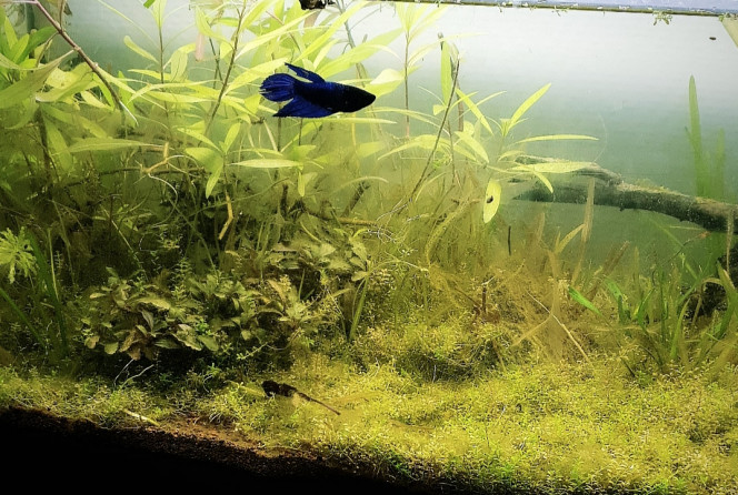 Blue Arrivée de ma petite combattante aux nageoires abîmées. Mise dans un bac avec d'autres combattantes où elle était très apeurée, je soupçonne des attaques... aucune trace noire ou autre faisant penser à une pourriture