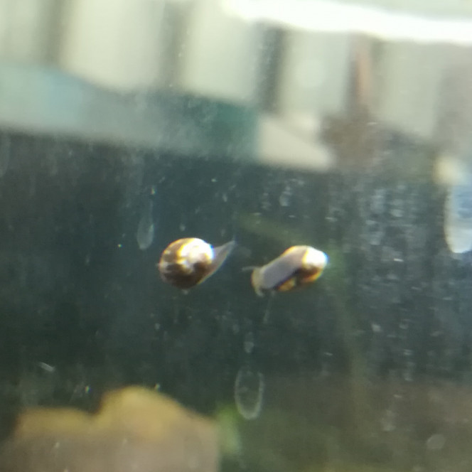 Escargot sans papier Escargot clandestin arrivé avec des plantes qu'un ami m'a envoyé.
S'il y a des spécialistes d'escargot flou... 
Le bac étant en démarrage je n'ai que peu d'espoir de le voir vieillir.
