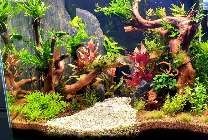 Petite évolution des plantes 