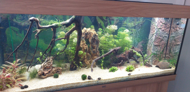 amazonien Quelques changements