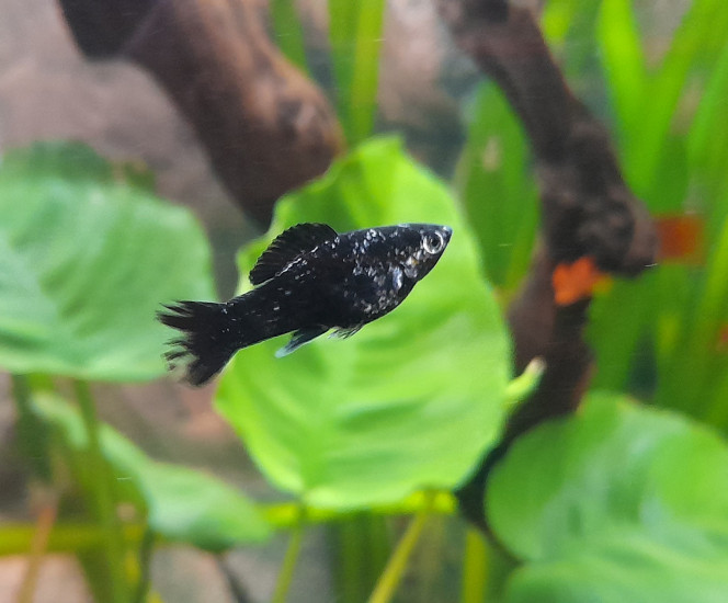 La vie reprend son cours ♡ Les bébés on bien grandit et un nouveau mâle molly plus foncer est confirmer ^^ un xipho male aussi pour ce qui est des autres avoir sur les 5 bébés molly autres et les 4 autres bébés xipho ...