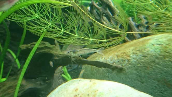 Arrivée caridina multidentata J'ai toujours pensé que les Amano étaient des crevettes grises pas très intéressantes mais les observer dans mon bac m'a fait changer d'avis, elles sont magnifiques. Suivant l'angle avec lequel on les regarde elles prennent des couleurs différentes, du bleuté, des points marron/rouges...