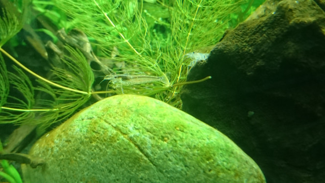 Arrivée caridina multidentata J'ai toujours pensé que les Amano étaient des crevettes grises pas très intéressantes mais les observer dans mon bac m'a fait changer d'avis, elles sont magnifiques. Suivant l'angle avec lequel on les regarde elles prennent des couleurs différentes, du bleuté, des points marron/rouges...