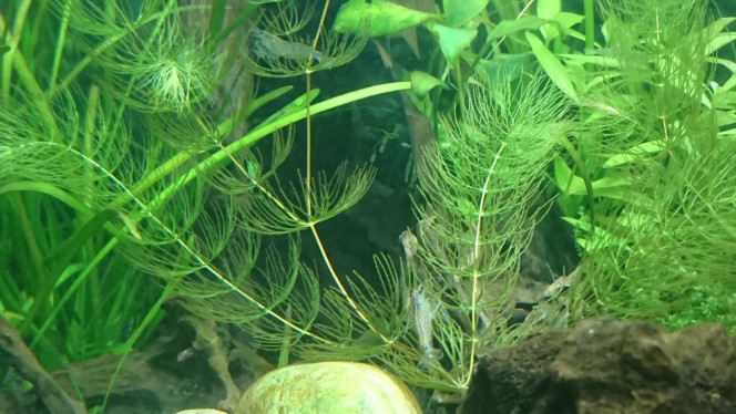 Arrivée caridina multidentata J'ai toujours pensé que les Amano étaient des crevettes grises pas très intéressantes mais les observer dans mon bac m'a fait changer d'avis, elles sont magnifiques. Suivant l'angle avec lequel on les regarde elles prennent des couleurs différentes, du bleuté, des points marron/rouges...