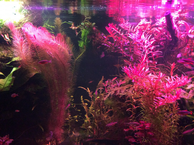 Wildcolor C’est fou les rampes leds du coup tous le monde est rose même les plantes vertes. Bon ben sinon j’ai foiré ma gazonnante elle se décolle par endroit , c’est foutu?