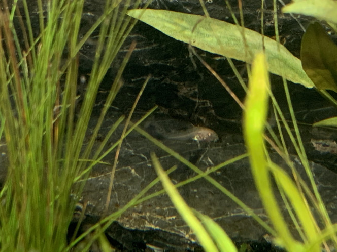  Surprise... un alevin Corydoras est arrivé avec nos plantes !