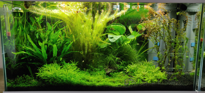 Jungle Ciano 60cm 