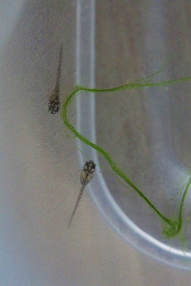Maintenance WTF... encore des corys Aujourd'hui, gros changement d'eau dans mon communautaire dont le TDS était digne d'un bac de cichlidés.... Bref... Changement de 70% d'eau aujourd'hui... Et rebelotte dans quelques jours. Qui dit gros changement d'eau dit grosse aspiration et je me retrouve par inadvertance avec mon bébé Naturel dans le seau (celui que j'ai présenté cette semaine, enfin j'espère que c'est le même)..Ok je le transvase avec les inévitables crevettes qui sont toujours un peu trop curieuses et se font prendre... Je le remettrait plus tard dans l'aquarium pour éviter qu'il se fasse aspirer à nouveau... Mais voilà que je me retrouve avec 2 autres bébés corys d'environ 1 semaine dans le seau.. bon et bien Bienvenue à n°13 et n°14, qui vont passer quelques jours dans un tupperware de grossissement avant de rejoindre la nurserie. Ils sont bien trop petits pour le moment et risquent de se faire bouffer par les actuels habitants (guppies de quelques semaines et 1 adulte). C'était, je pense, bien les néons que j'ai perdu en novembre qui regulaient les corys...
