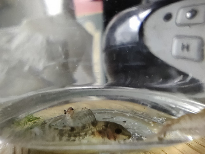 Maintenance WTF... encore des corys Aujourd'hui, gros changement d'eau dans mon communautaire dont le TDS était digne d'un bac de cichlidés.... Bref... Changement de 70% d'eau aujourd'hui... Et rebelotte dans quelques jours. Qui dit gros changement d'eau dit grosse aspiration et je me retrouve par inadvertance avec mon bébé Naturel dans le seau (celui que j'ai présenté cette semaine, enfin j'espère que c'est le même)..Ok je le transvase avec les inévitables crevettes qui sont toujours un peu trop curieuses et se font prendre... Je le remettrait plus tard dans l'aquarium pour éviter qu'il se fasse aspirer à nouveau... Mais voilà que je me retrouve avec 2 autres bébés corys d'environ 1 semaine dans le seau.. bon et bien Bienvenue à n°13 et n°14, qui vont passer quelques jours dans un tupperware de grossissement avant de rejoindre la nurserie. Ils sont bien trop petits pour le moment et risquent de se faire bouffer par les actuels habitants (guppies de quelques semaines et 1 adulte). C'était, je pense, bien les néons que j'ai perdu en novembre qui regulaient les corys...