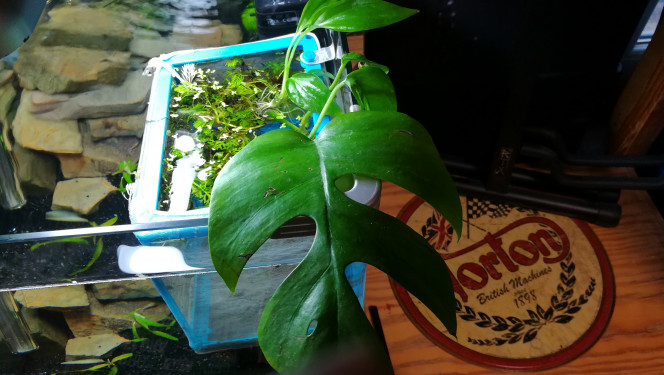 Boutures Boutures : 
14/02/2021 : Monstera deliciosa, Epipremnum aureum "pothos"
 21/02/2021 : Spathyphyllum, monstera adansonii