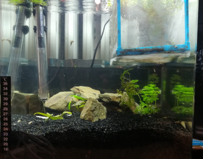 Aquarium de toute beautay Tout est dit dans le titre.
Les expériences se poursuivent.