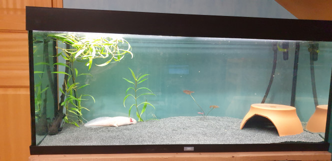 Aquarium 2 axolotls Voila la photo de mon nouvel aquarium spécifiques à axolotls, je l'ai changé pour qu'ils aient plus grand je n'ai malheureusement pas pus récupérer de plantes à cause d'algues pinceau et ils ont retourne le peux de celles que j'avais mis .
Des idées de décor que je puisse mettre  qui ne soient pas nuisible aux axos ?