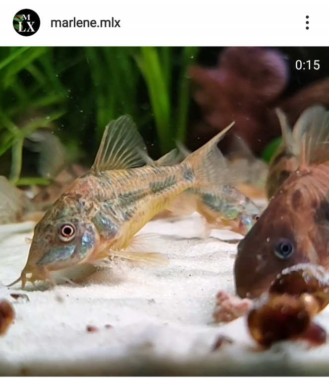 Photographie du post de MarleneMLX 
