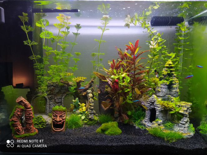 Aquarium 80L Home 85 Alevins nées vue (4)