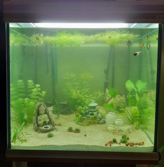 Nouvel aquarium Je suis passée à l'étape supérieure dans ma passion avec un 300L. Je me demande si j'arriverais à m'arrêter mdr.