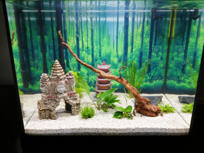 Photographie du post de Fish59 