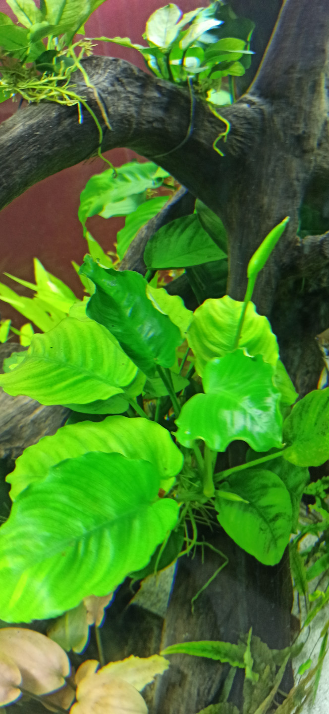 Floraison des Anubias Caladifolia 3 fleurs pour l'une et 1 pour l'autre.