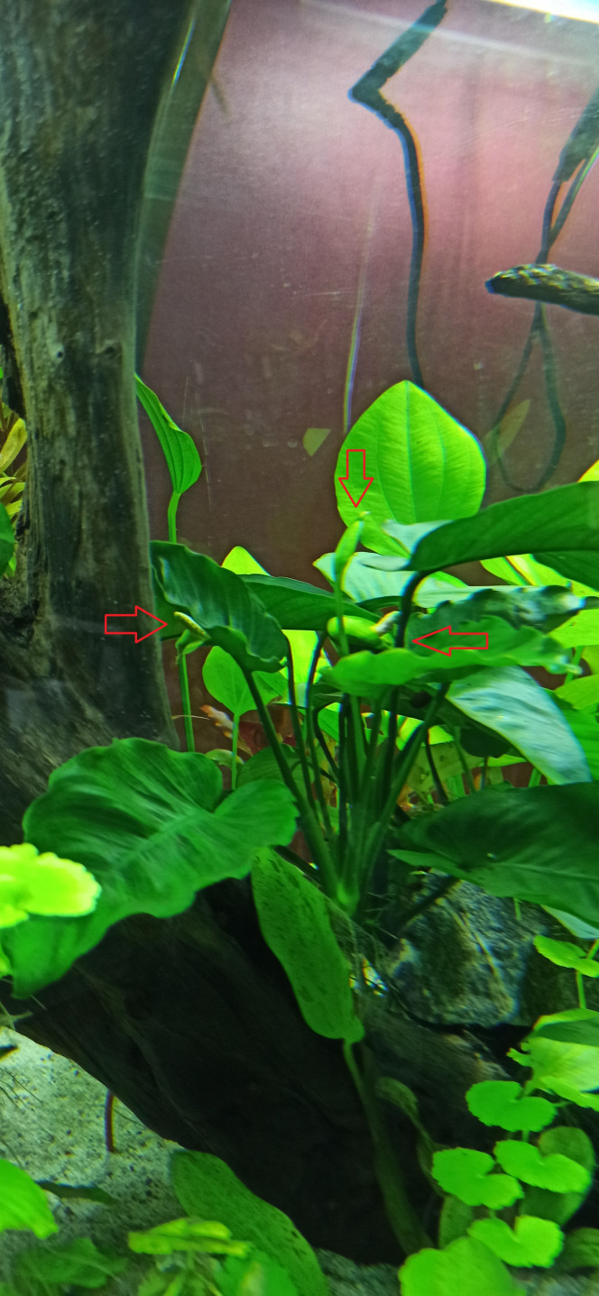 Floraison des Anubias Caladifolia 3 fleurs pour l'une et 1 pour l'autre.