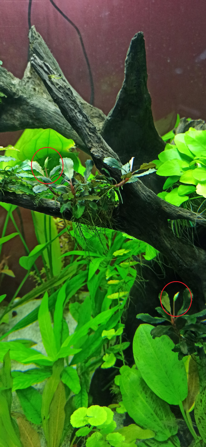 Floraison des Bucephalandras Mini-Red 